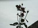 DSCN3783