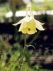 Aquilegia_buergeriana_yellow_form