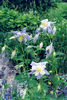 Aquilegia_caerulea_2002