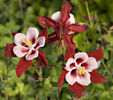 aquilegia_cardinal_wff