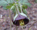 aquilegia_chocolate_soldier