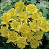 Aquilegia_chrysantha_tmseeds_1_lg
