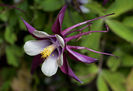 Aquilegia_columbine_magpie_cultivar_2