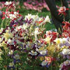 aquilegia_swanseries
