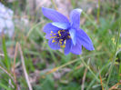 Aquilegia_einseleana