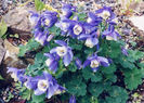 Aquilegia_flabellata_Nana_