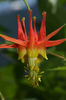 Aquilegia_formosa_6741