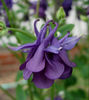 aquilegia_leprechaun_gold_flower