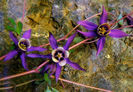 Aquilegia_rockii_from_RFUT