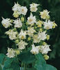 AQUILEGIA_Tower_White