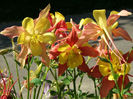 Aquilegia_x_hybrida_a4