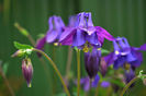 aquilegia-2