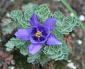aquilegia-jonesii-m