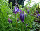 Aquilegia-purple