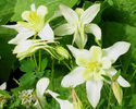 AquilegiaWhiteHybrid2004a