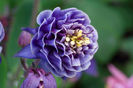 Aquilegia-Winky-Blue-White-31043