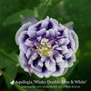 aquilegia-winky-double-blue-white1