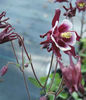 Aquilegia-