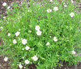 Arenaria%20montana