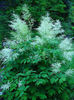 Aruncus%20dioicus