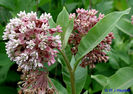 asclepias_syriaca_am gasit