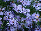 aster_raydons_favorite