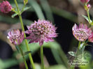 astrantia_major_lola_4922