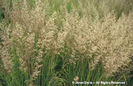 Calamagrostis%20brachytricha