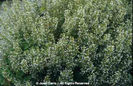 Calamintha%20nepeta%20ssp_%20nepeta