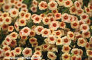 Calibrachoa%20