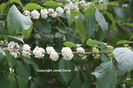 Callicarpa%20americana%20var_lactaea