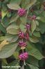 Callicarpa%20bodinieri%20var_%20geraldii