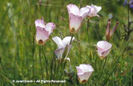 Calochortus%20cataliniae