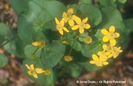 Caltha%20palustris