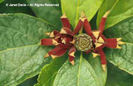 Calycanthus%20floridus