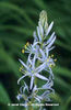 Camassia%20cusickii