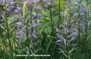 Camassia%20quamash