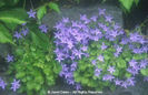 Campanula%20poscharskyana