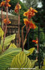 Canna%20