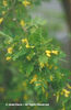 Caragana%20arborescens