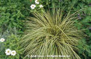 Carex%20morrowii%20