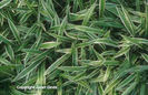 Carex%20siderosticha%20