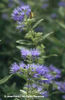 Caryopteris%20x%20clandonensis%20