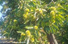 Castanea%20sativa