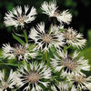Centaurea%20montana%20
