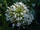 centranthus_alba