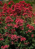 centranthus_ruber_a_k_a_valeriana_coccinea