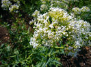 Centranthus_ruber_forma_albus_2007-06-02_(flower)