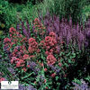 Centranthus-ruber-Coccineus__8291