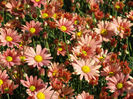 chrysanthemum_saxapahaw